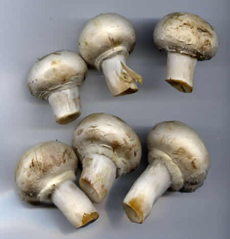 8 - Champignon