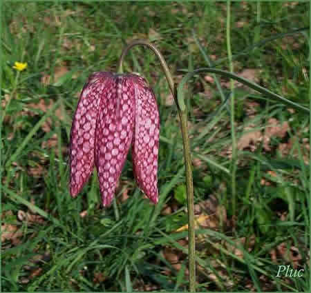 22 - Fritillaire