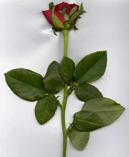 1 - Rose