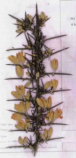 16 - Ajonc