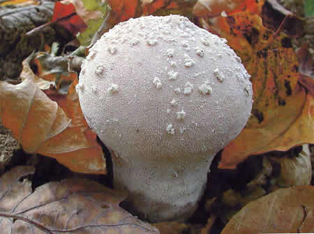 3 - Lycoperde