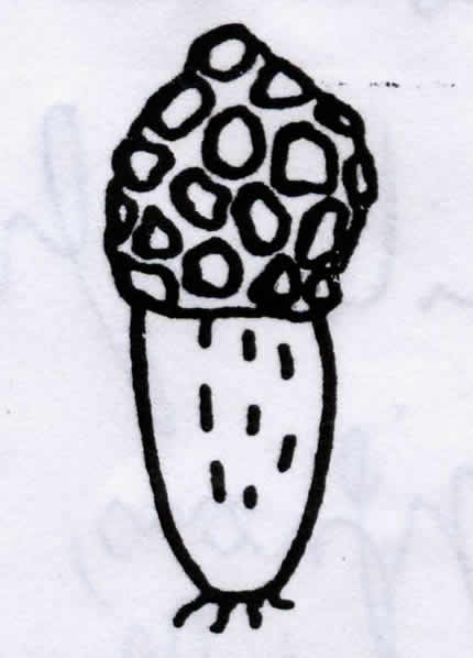13 - Morille