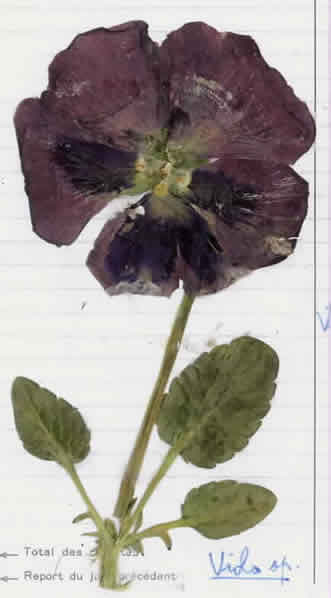 28 - Pensée