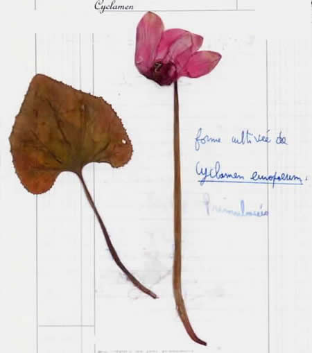 28 - Cyclamen