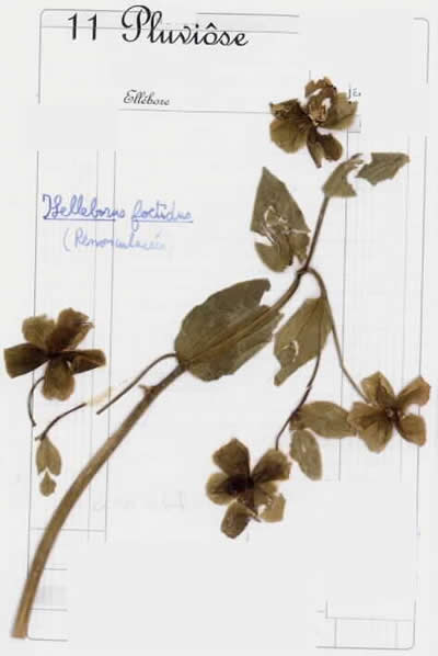 11 - Ellébore