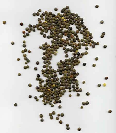 23 - Lentille