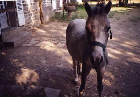 5 - Cheval