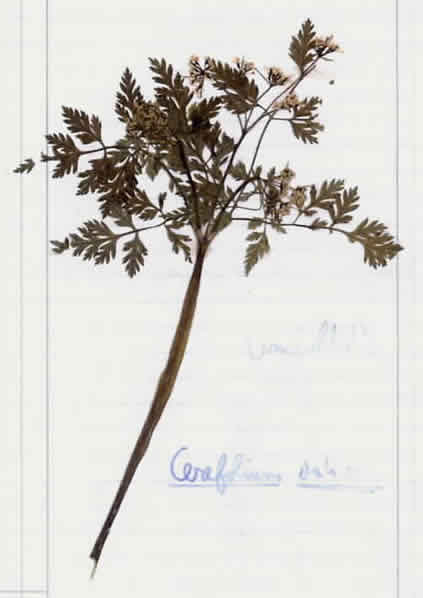 19 - Cerfeuil