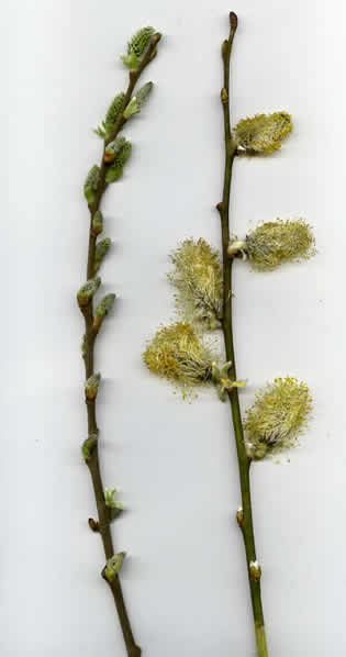 9 - Marceau