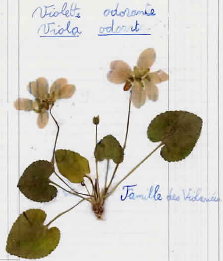 8 - Violette